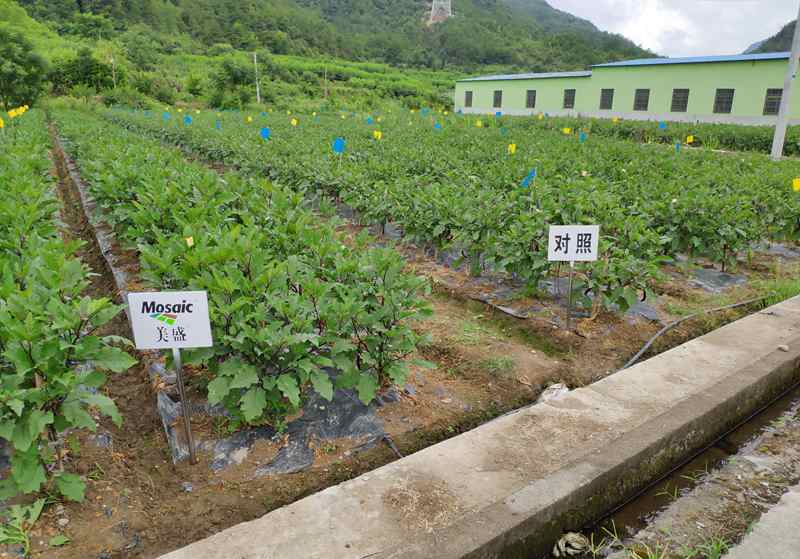 浙農(nóng)&ldquo;高山茄子營養(yǎng)解決方案&rdquo;受到專家及農(nóng)戶認可