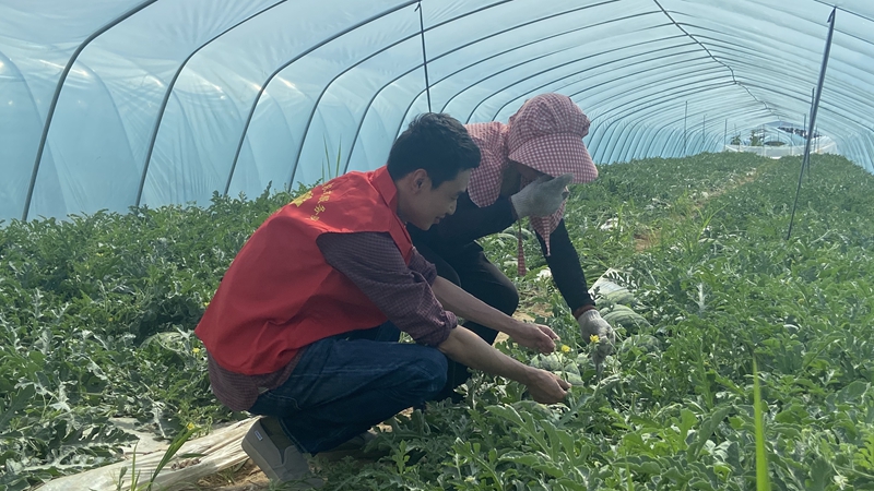 愛普黨員農(nóng)技服務(wù)隊：用心用情做好農(nóng)業(yè)科技&ldquo;傳播員&rdquo;